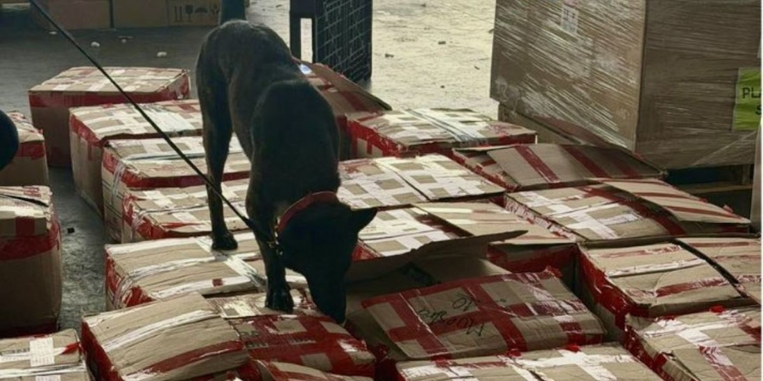 Marina y ANAM interceptan cargamento de tepezcohuite