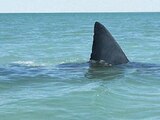 El incidente con el tiburón se registró en playas del sureste mexicano.