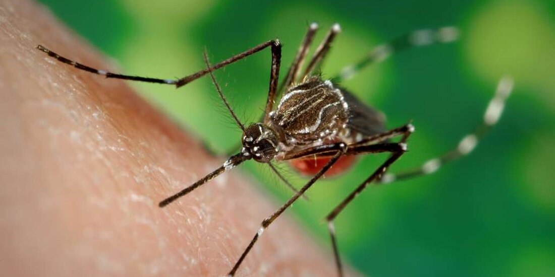 ¿Cuánto tiempo sobrevive el mosquito del dengue en condiciones adversas?