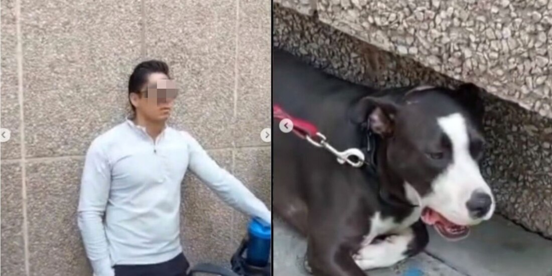 Maltrato animal. Como 'castigo', sujeto ahorca y da de golpes a su perrito.
