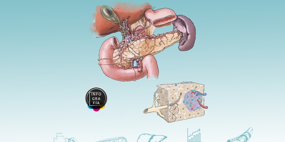Científicos estudian las células beta funcionales; una esperanza para curar la diabetes