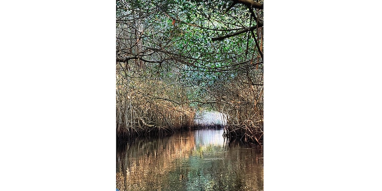 Recorrido por los manglares