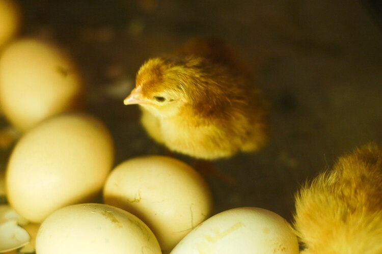 La enfermedad se contagia entre aves.