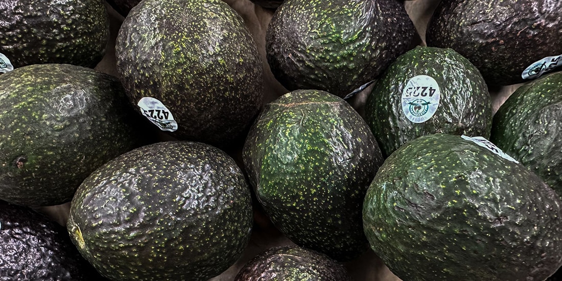 Exportaciones de aguacate peligran ante actos de inseguridad en Michoacán