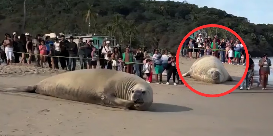 Elefante marino aparece en playas de Nayarit
