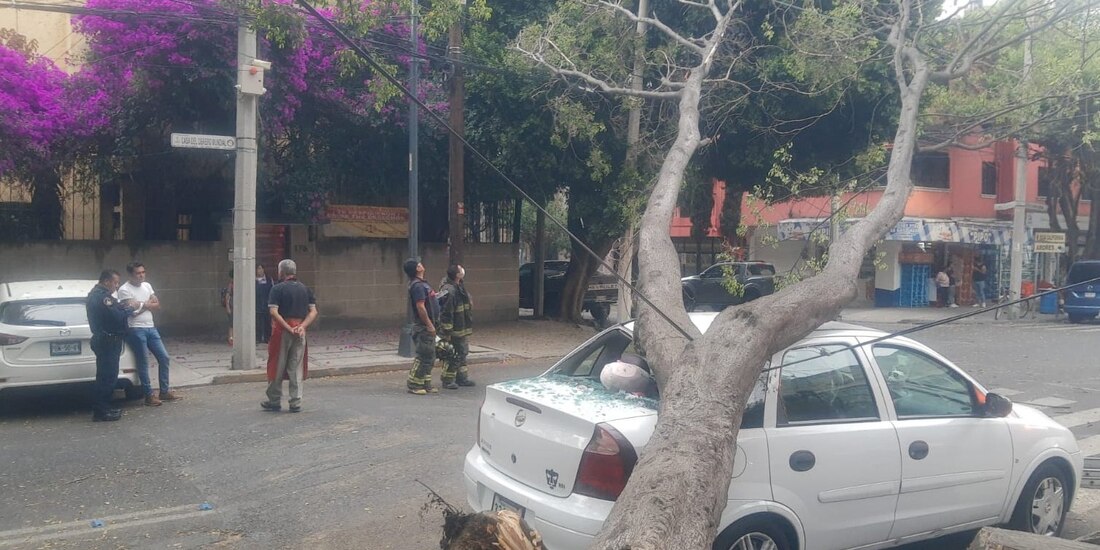 En la alcaldía Benito Juárez el pasado 21 de abril se cayó un árbol.