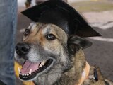 Alfa González encabeza la graduación de 20 perros rescatistas en Tlalpan.