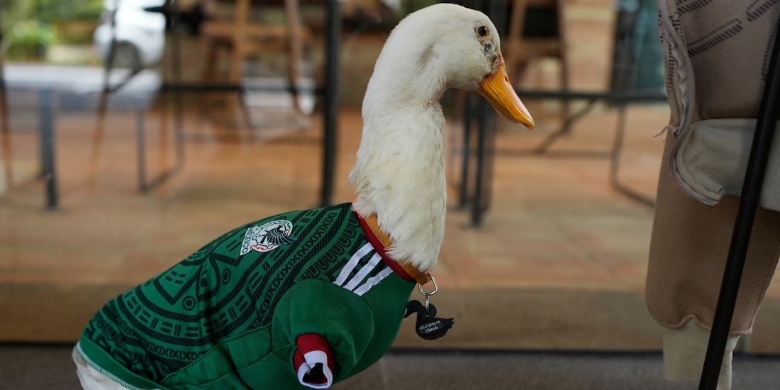 El Pato Merlín, la sensación del Mundial 2026, luce el jersey del Tricolor frente a un café de la Ciudad de México.
