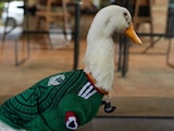 El Pato Merlín, la sensación del Mundial 2026, luce el jersey del Tricolor frente a un café de la Ciudad de México.