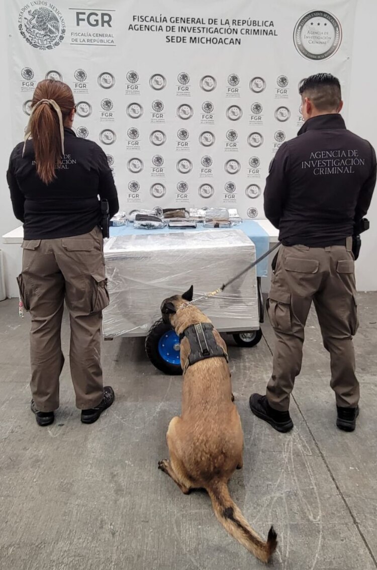 Un binomio canino apoyó en localizar la droga.