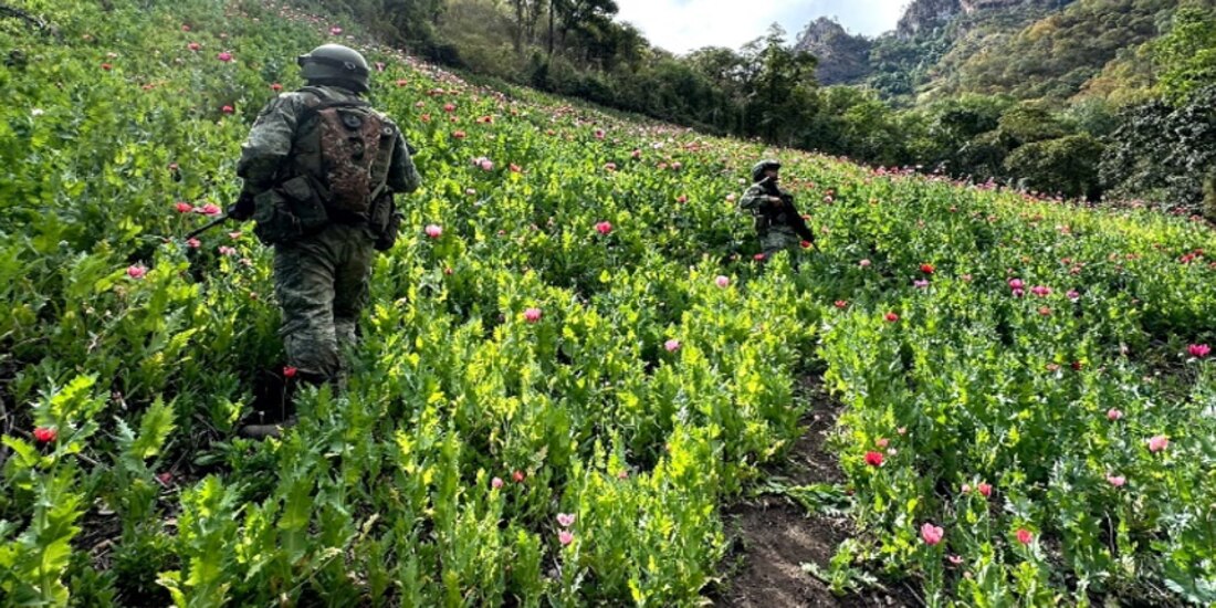 Trabajos de erradicación de drogas.