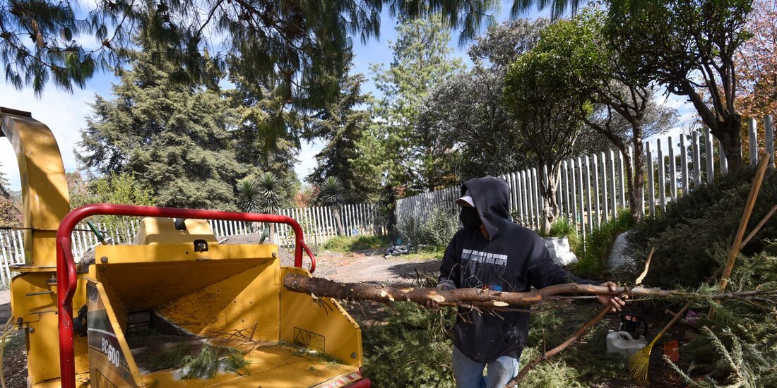 Cada uno de los ejemplares puede convertirse en composta que servirá de abono para futuras reforestaciones.