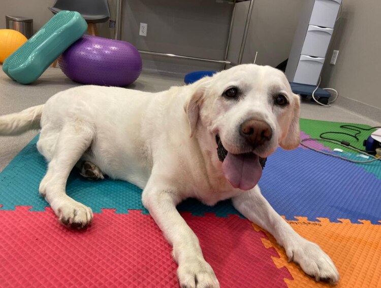 Cuando esté tranquilo es el momento ideal para la terapia.