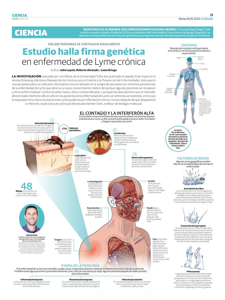 Estudio halla firma genética en enfermedad de Lyme crónica