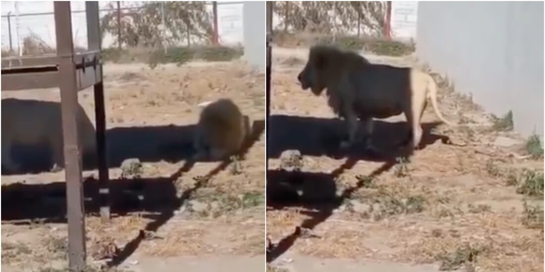 Los visitantes de un zoológico de Hidalgo presenciaron como un león se comió a una cría