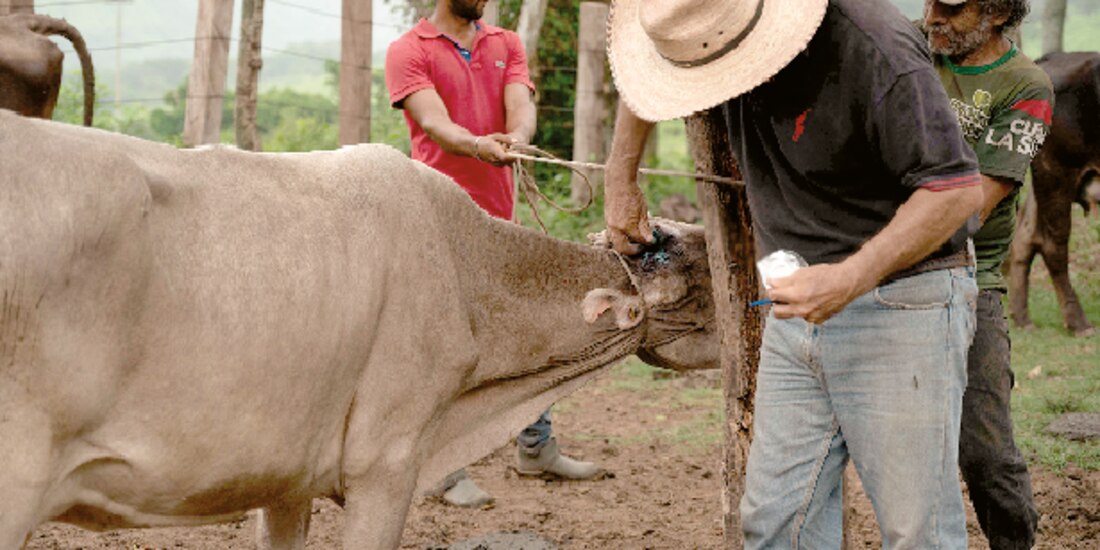 Ganaderos de Chiapas atienden a sus vacas por la plaga, el pasado 12 de julio.
