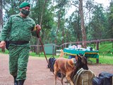 militar entrena a un pastor belga malinois, para búsqueda y detección de enervantes en el Campo Militar Número 1, ayer.
