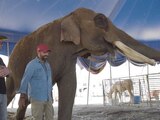 Arturo Islas publicó en sus redes sociales el rescate del elefante "Big Boy"