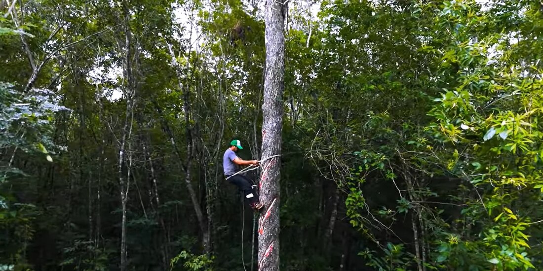 Imagen del Cortometrajes Tren Maya.