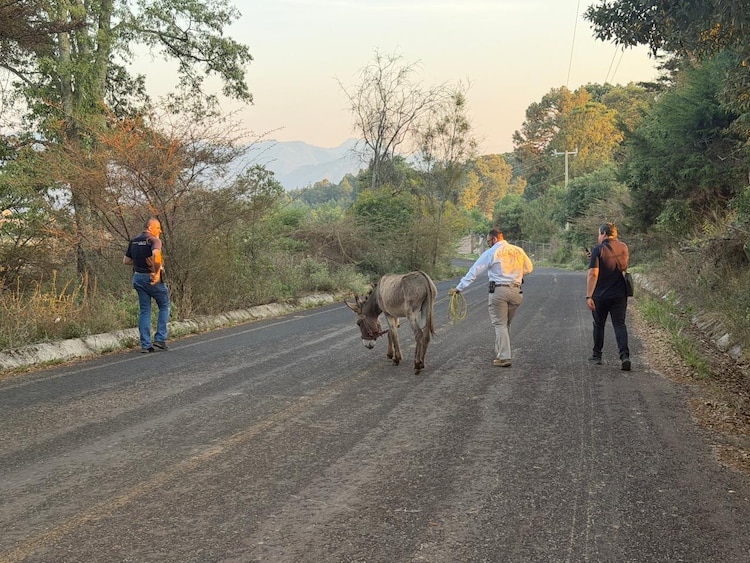 Fiscalía de Michoacán rescata a burro por maltrato.
