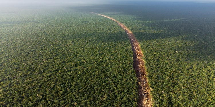 EL TREN MAYA: UN ECOCIDIO
