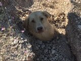 Así fue encontrada la perrita