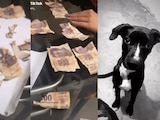 Mujer muestra lo que su perro hizo con su aguinaldo y se viraliza en TikTok