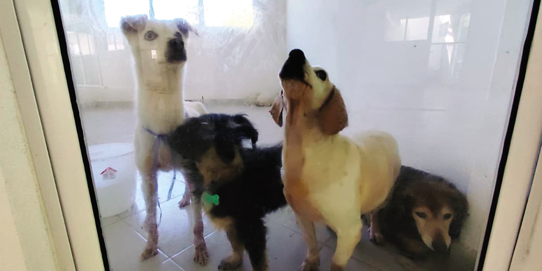 Un grupo de perros rescatados, en el refugio del Ajusco, en enero.