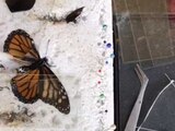 Mujer opera ala rota a mariposa Monarca; la hizo volar nuevamente │ VIDEO