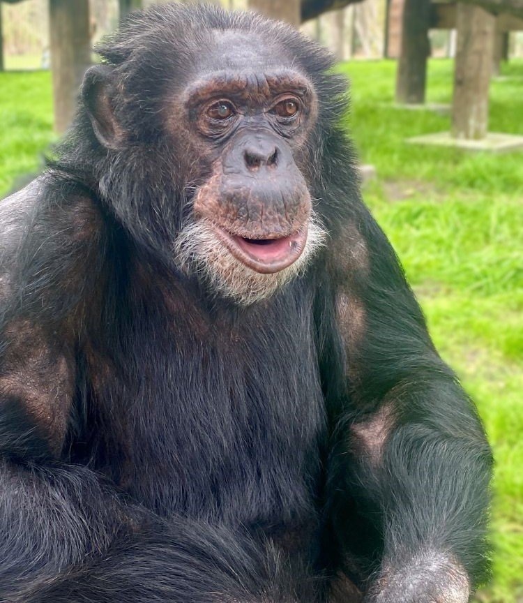 Bubbles, el chimpancé de Michael Jackson