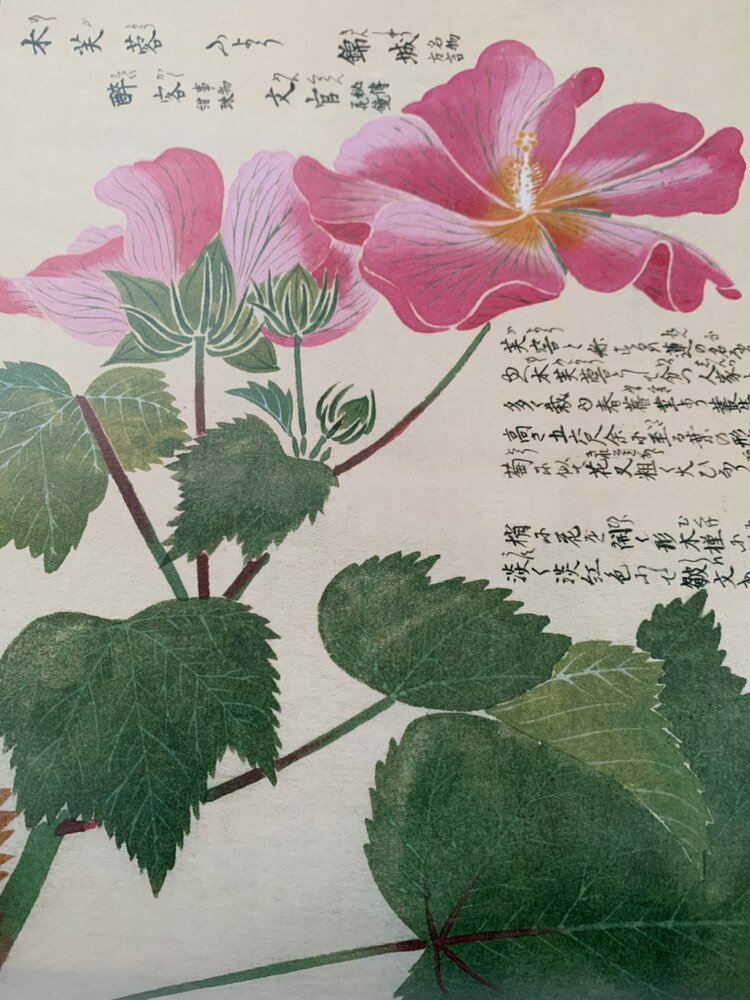 Fuyo, flor de un día