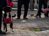 Leyes a favor de los animales de compañía.