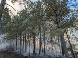Incendio provocado en Pinos de Mazamitla, Jalisco.
