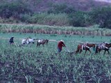 Campesinos de Tlaquiltenango, Morelos, en imagen de archivo.