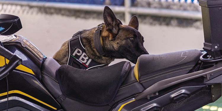 Una cachorra inspecciona una motocicleta.