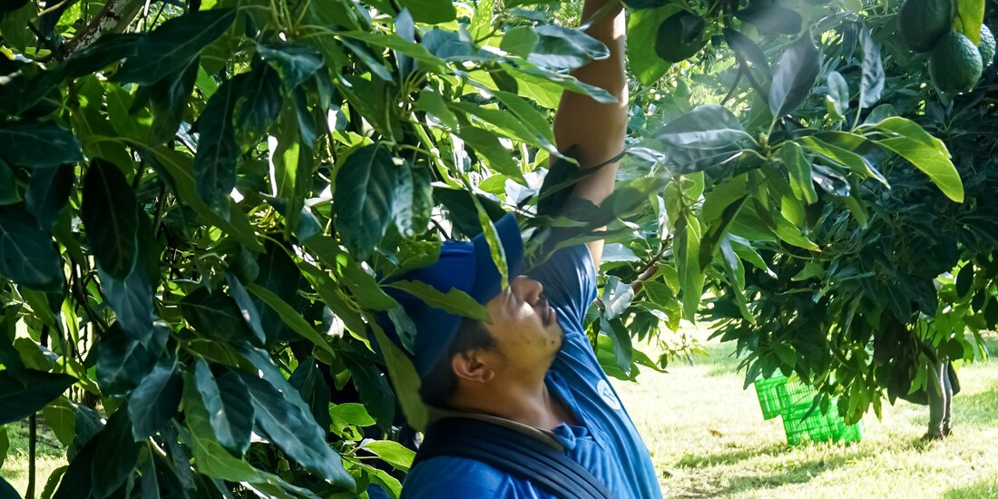 Producción de aguacate en el país.