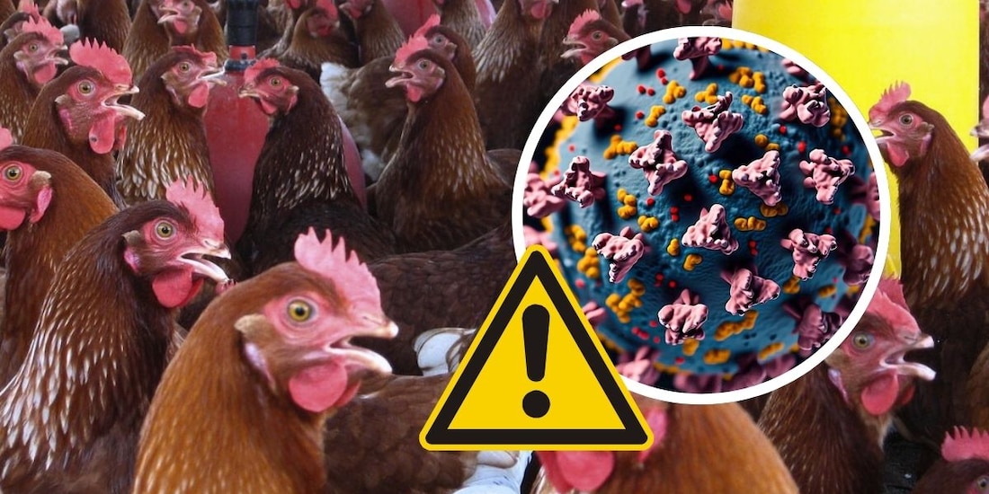 Esto sabemos de la gripe aviar H5N1 tras su llegada a México.