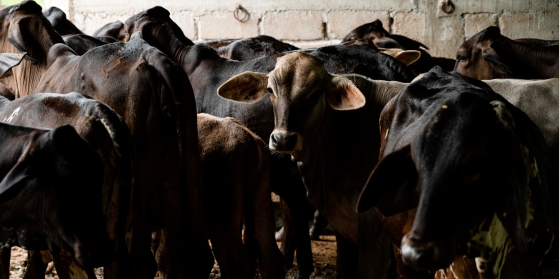 Pérdidas por gusano barrenador en México rebasan 1.4 mil mdd