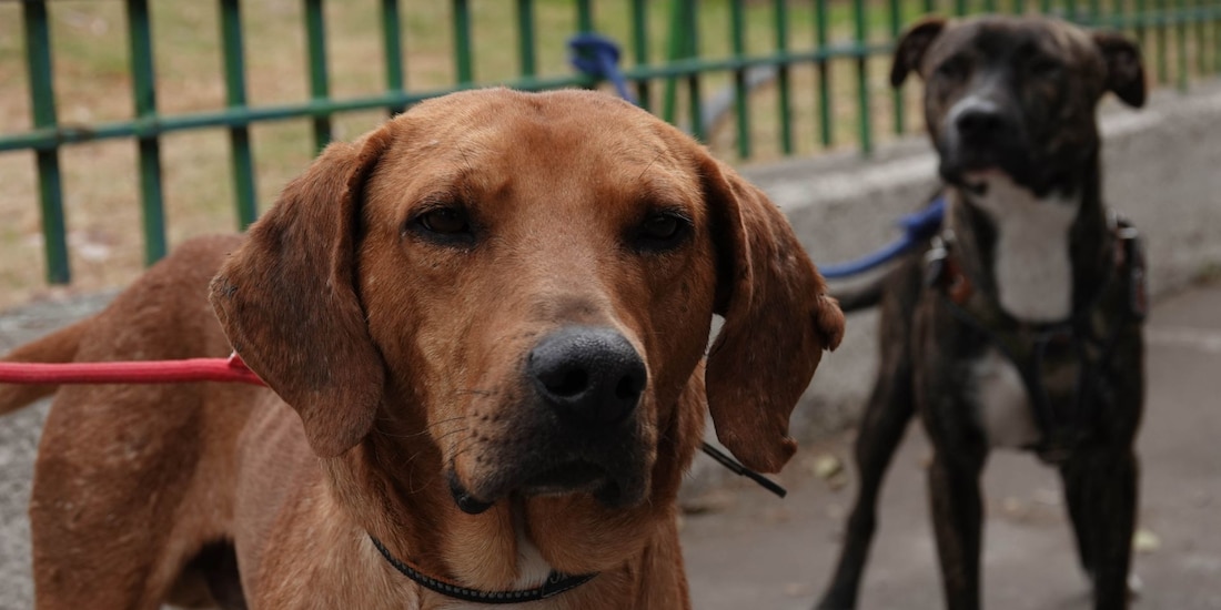 Envenenamiento de perros en Parque España