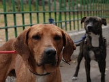 Envenenamiento de perros en Parque España