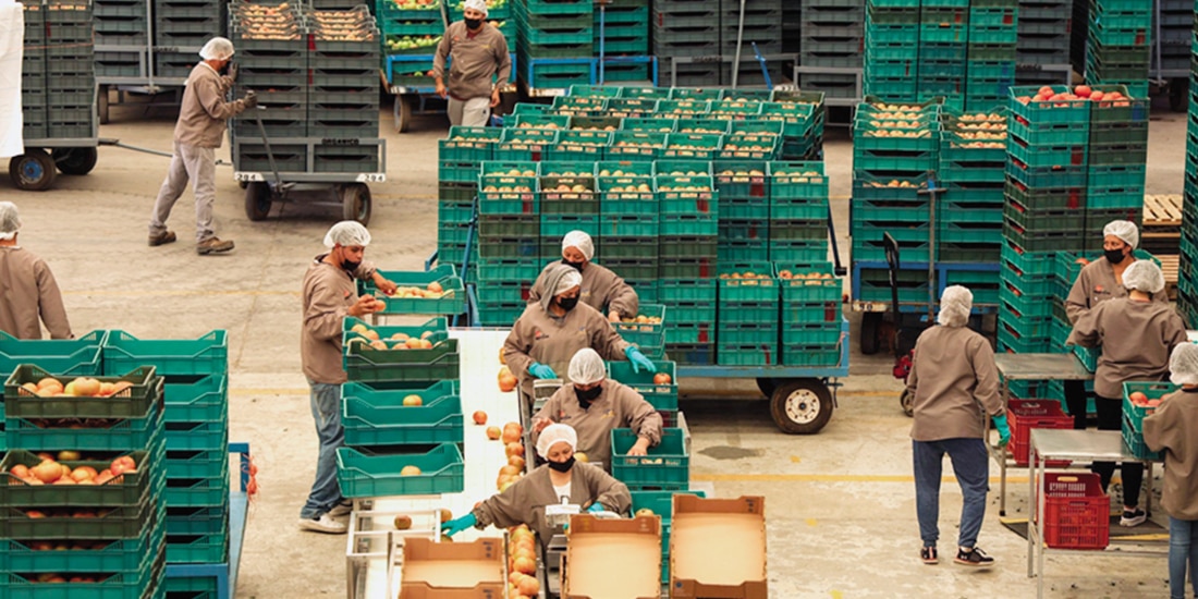 El jitomate mexicano tiene un arancel dispuesto por el actual gobierno de Donald Trump de 17.09 por ciento, gravamen que entró en vigor a partir del 14 de julio de 2025,