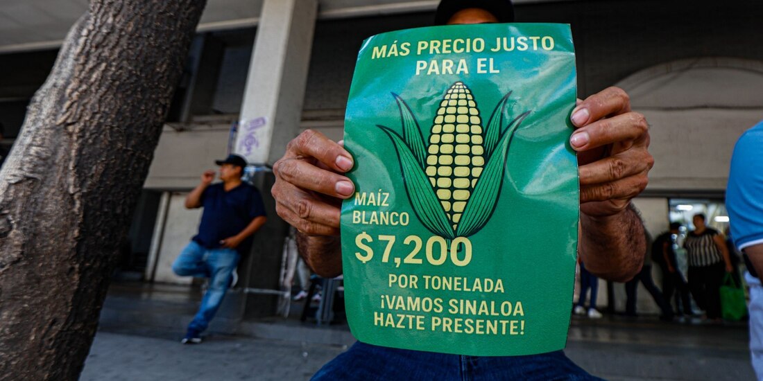 En la fotografía, productores agrícolas de Sinaloa exigen un precio de garantía de 7,200 pesos por tonelada de maíz.
