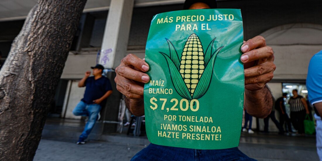 En la fotografía, productores agrícolas de Sinaloa exigen un precio de garantía de 7,200 pesos por tonelada de maíz.