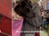 Perrita tiktoker viaja en Metro por primera vez; así compartió su experiencia (VIDEO).