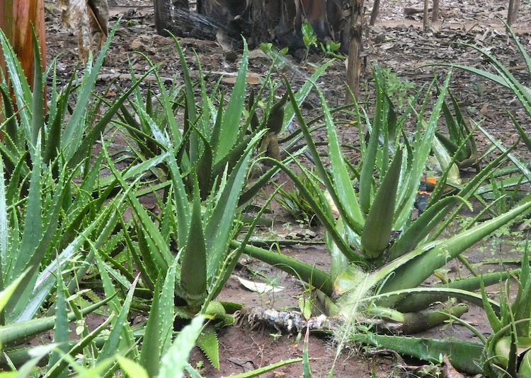 Algunos remedios con aloe vera pueden aliviar las molestias por el sarpullido.