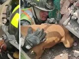 Bomberos rescatan a 2 perros tras explosión en una vivienda de Iztapalapa