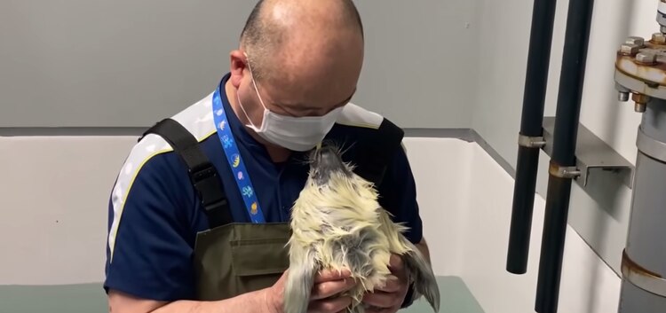 Foquita bebé mira a su cuidador después de nadar por primera vez