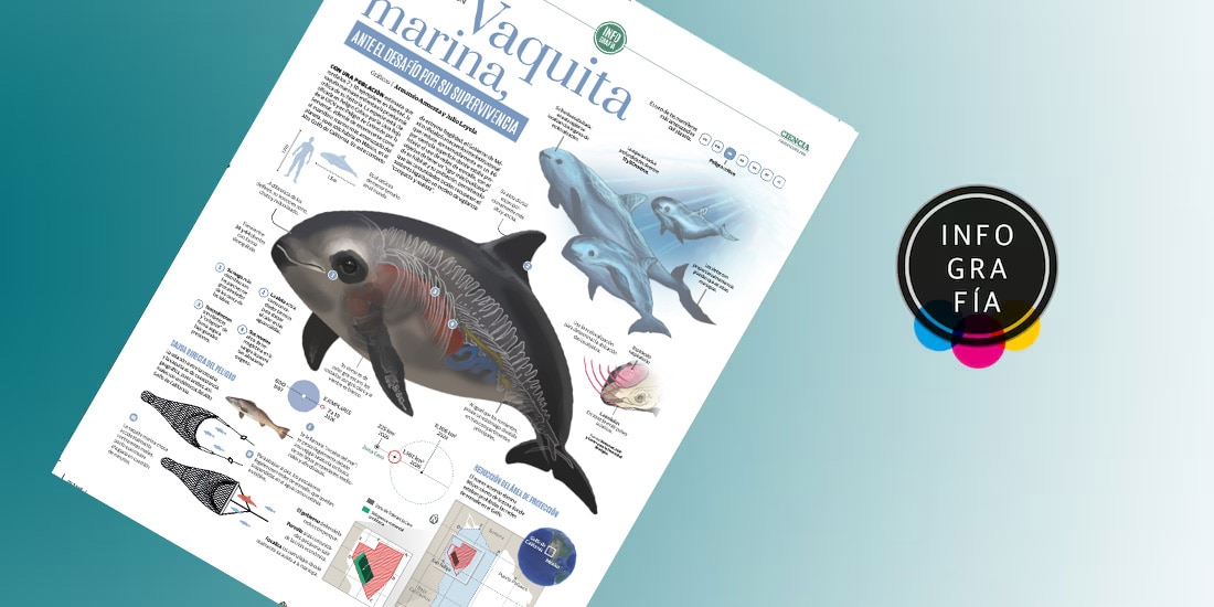 Vaquita marina, ante el desafío por su supervivencia
