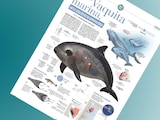 Vaquita marina, ante el desafío por su supervivencia