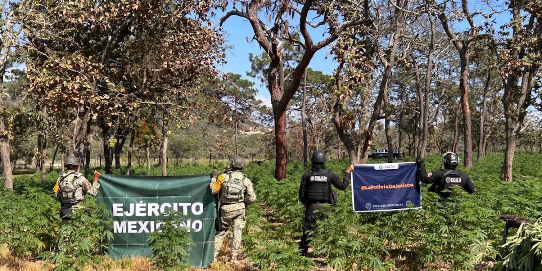 Elementos de la Policía Regional de Jalisco y personal de Defensa destruyeron un plantío con más de 42 mil plantas de presunta marihuana en el municipio de Tequila.